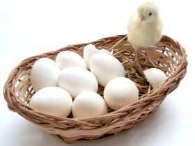 инкубационное яйцо, купить инкубационное яйцо, продать инкубационное яйцо